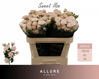 Róża tr sweet ilse 70/25 allure