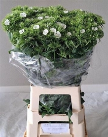 Dianthus Gozdzik barb. sw will white 70cm