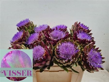 Cynara green glob 50cm /12