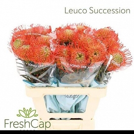 Leucospermum succession 60cm