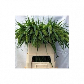 Setaria ital volle melk 80cm
