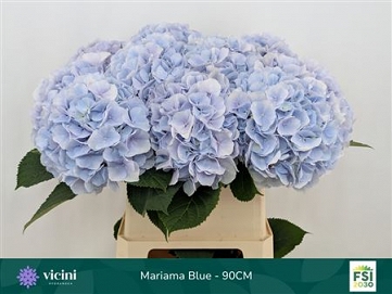Hydrangea m mariama BL 90cm