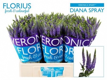 Veronica smart diana spray 60cm