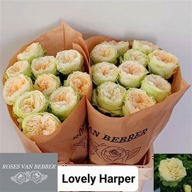 Róża lovely harper 60/20 van bebber