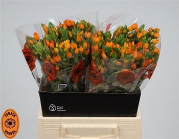 Ornithogalum db sunshine 45cm