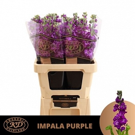 Matthiola impala purple 70cm