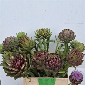 Cynara green glob 70cm