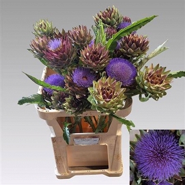 Cynara green glob 70cm