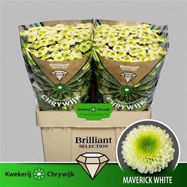 Chryzantema santini maveri white brilliant