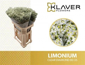 Limonium sin clear diamon 80cm