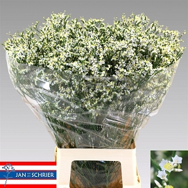 Limonium sin clear diamon 80cm