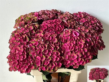 Hydrangea m mag charlotte 65cm
