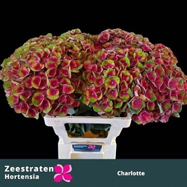 Hydrangea m mag charlotte 65cm