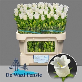Campanula champion white 75cm