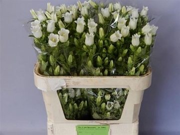 Campanula champion white 75cm