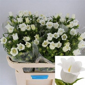 Campanula champion white 75cm
