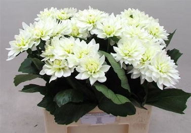 Dahlia karma maa zwaan 60cm
