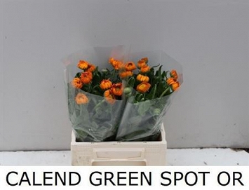 Calendula green spot orange 45cm