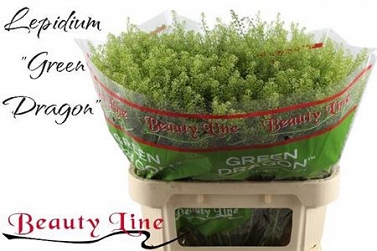 Lepidium green dragon 80cm