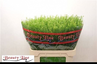 Lepidium green dragon 80cm