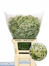 Limonium sin mountain diamond 80cm
