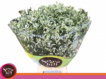 Limonium sin mountain diamond 80cm