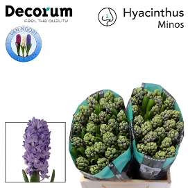Hyacinthus minos