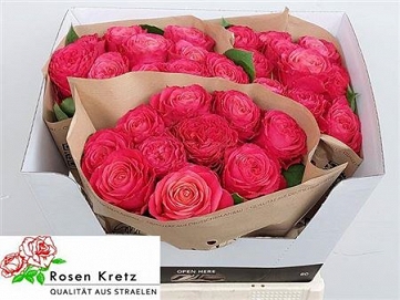 Róża windsor charme 60/30 kretz