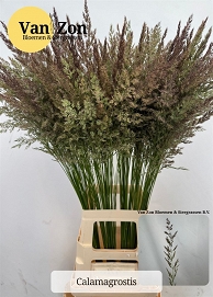 Calamagrostis branchy 90cm
