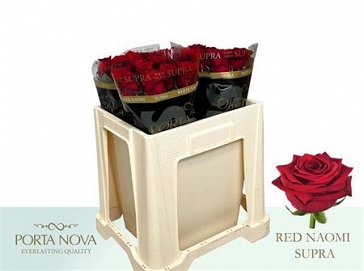 Róża red naomi 50/40 supra