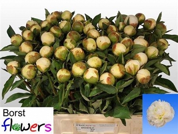Paeonia duch de nemou 55cm (50) borst