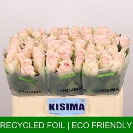 Róża high & bridal 50/60 kisima