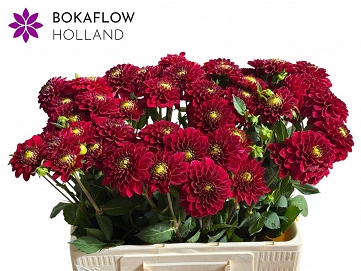 Dahlia red fox 55cm