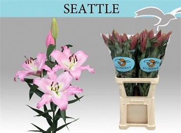 Lilium ot seattle 110cm