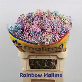 Gyps painted rainbow malima