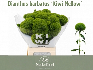 Dianthus Gozdzik barb. kiwi mellow 60Cm (25)
