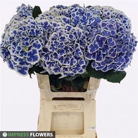 Hydrangea m beau dali 60cm