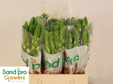 Ornithogalum th milky way 40cm