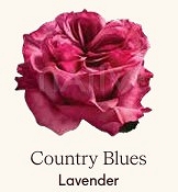 Róża eq country blue 60/50