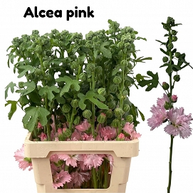 Alcea  rosea 70cm