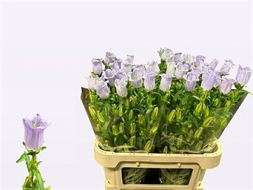Campanula champion lavander 75cm