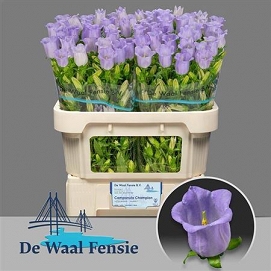 Campanula champion lavander 75cm