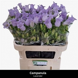 Campanula champion lavander 75cm