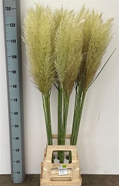 Cortaderia 130cm