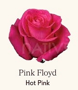Róża eq pink floyd 70/50