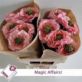Róża magic affairs 60/10 wans