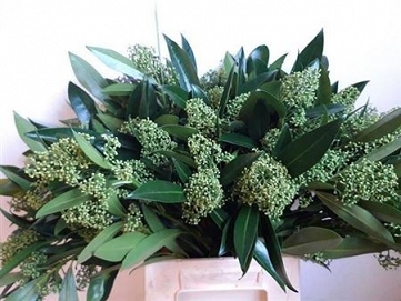 Skimia kew green 45cm