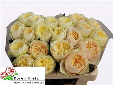 Róża whitechapel 50/20 kretz