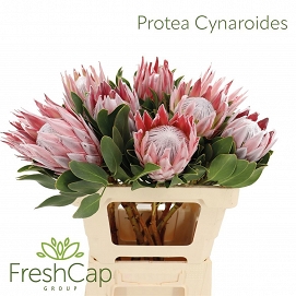 Protea cyranoides 60cm