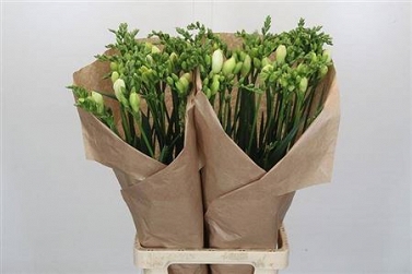 Fresia one white xxl 80cm